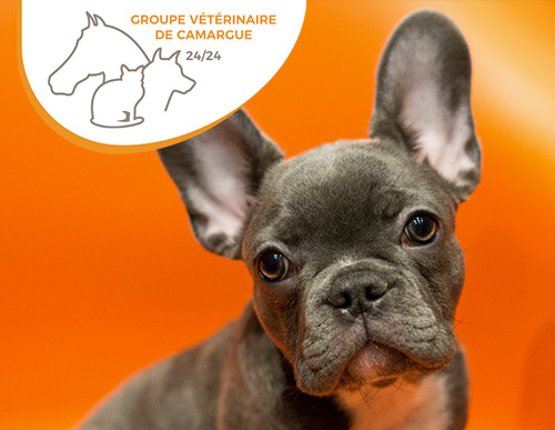 groupe veterinaire de camargue réalisation refonte de site - keole